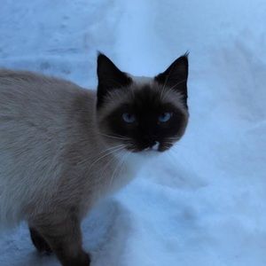 Meet your Posher, Robin